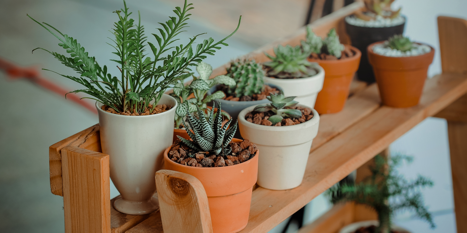 Plant Guide UAE